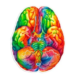 Sticker d'anatomie du cerveau II - Aquarelle-Codex Anatomicus