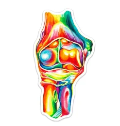 Sticker d'anatomie du coude - Aquarelle-Codex Anatomicus Outlet