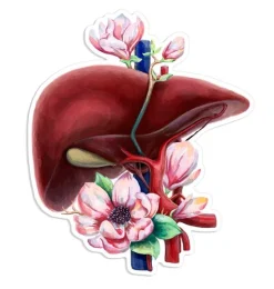 Sticker d'anatomie du foie - Floral-Codex Anatomicus Clearance