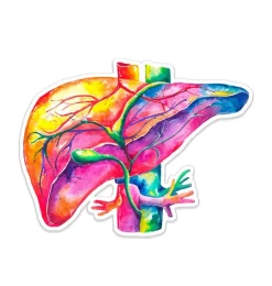 Sticker d'anatomie du foie - Aquarelle-Codex Anatomicus Hot