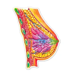 Sticker d'anatomie mammaire - Aquarelle-Codex Anatomicus Best