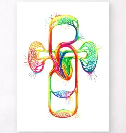 Système cardiovasculaire - Aquarelle-Codex Anatomicus Hot