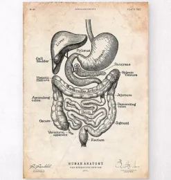 Système digestif-Codex Anatomicus New