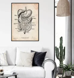 Système digestif-Codex Anatomicus New