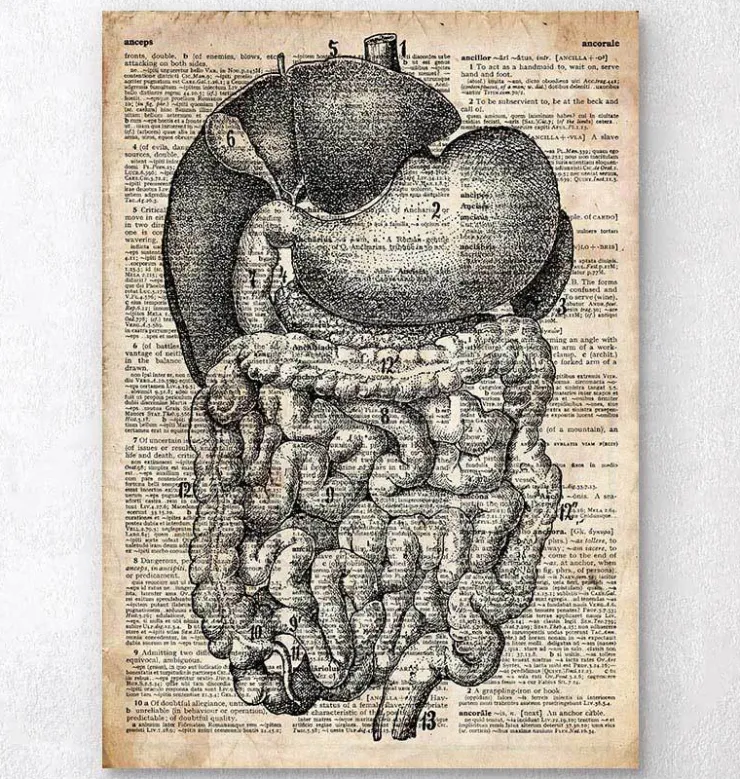 Système digestif - Ancien dictionnaire-Codex Anatomicus Discount