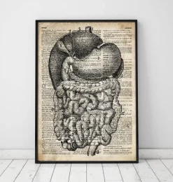 Système digestif - Ancien dictionnaire-Codex Anatomicus Discount