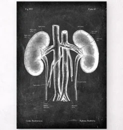 Système digestif - Chalkboard-Codex Anatomicus
