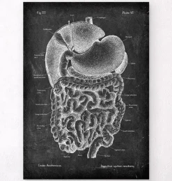 Système digestif - Chalkboard-Codex Anatomicus Discount