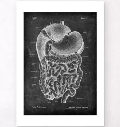Système digestif - Chalkboard-Codex Anatomicus Discount