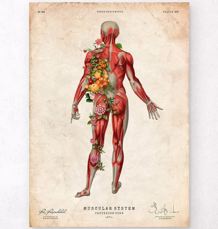 Système musculaire, vue arrière - Floral - Vintage-Codex Anatomicus Clearance
