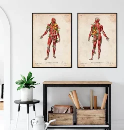 Système musculaire, vue arrière - Floral - Vintage-Codex Anatomicus Clearance