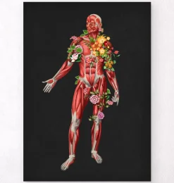 Système musculaire, vue de face - Floral - Noir-Codex Anatomicus Hot