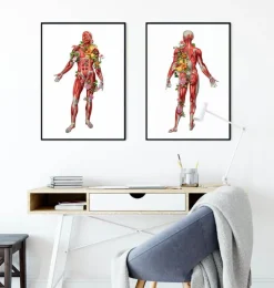 Système musculaire, vue de face - Floral - Blanc-Codex Anatomicus Outlet