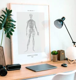 Système nerveux - Line Art-Codex Anatomicus Discount