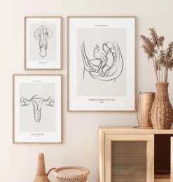 Système urinaire féminin - Line Art-Codex Anatomicus Outlet