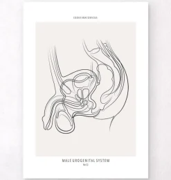 Système urinaire masculin - Line Art-Codex Anatomicus Best