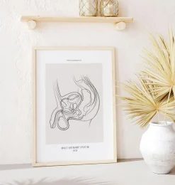 Système urinaire masculin - Line Art-Codex Anatomicus Best