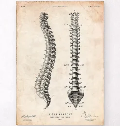 Tableau d'anatomie de la colonne vertébrale-Codex Anatomicus Discount
