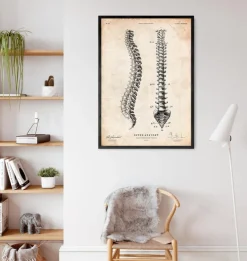 Tableau d'anatomie de la colonne vertébrale-Codex Anatomicus Discount