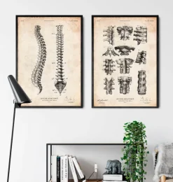 Tableau d'anatomie de la colonne vertébrale-Codex Anatomicus Discount