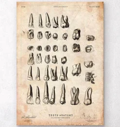 Tableau des dents vintage-Codex Anatomicus Online