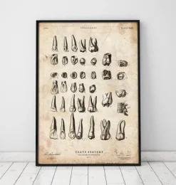 Tableau des dents vintage-Codex Anatomicus Online