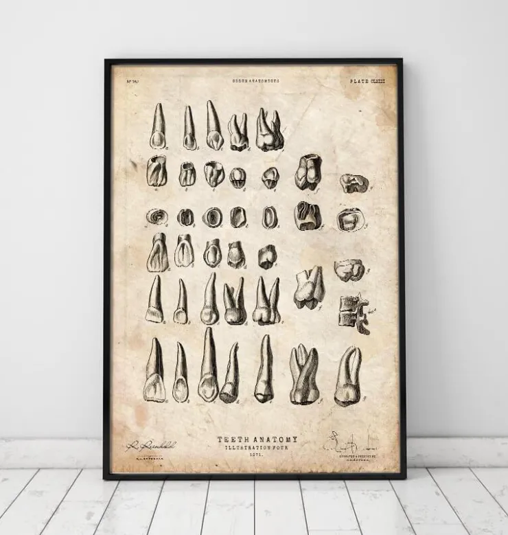 Tableau des dents vintage-Codex Anatomicus Online