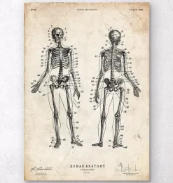 Tableau du squelette humain-Codex Anatomicus Outlet