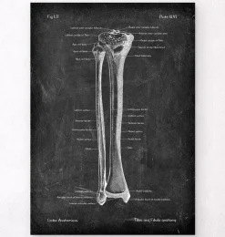 Tibia et fibula - Chalkboard-Codex Anatomicus Clearance