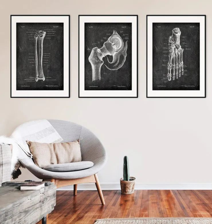 Tibia et fibula - Chalkboard-Codex Anatomicus Clearance