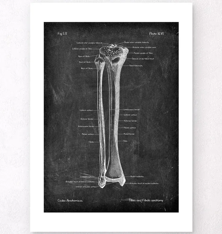 Tibia et fibula - Chalkboard-Codex Anatomicus Clearance