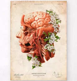 Tête, cerveau et artères - Floral - Vieux papier-Codex Anatomicus Discount