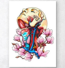 Tête, cou et artères - Anatomie florale-Codex Anatomicus