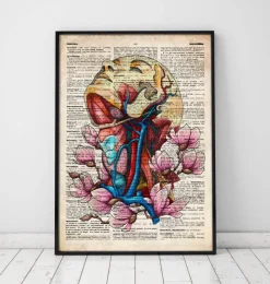 Tête, cou et artères - Page du dictionnaire-Codex Anatomicus Clearance