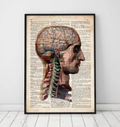 Tête et cerveau - Dictionnaire-Codex Anatomicus