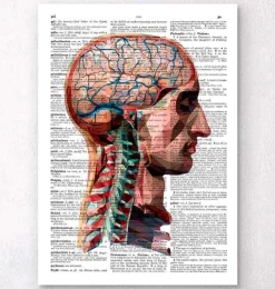 Tête et cerveau - Page du dictionnaire-Codex Anatomicus New