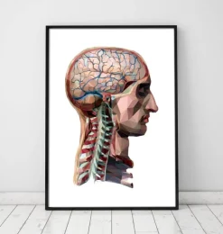 Tête et cerveau géométriques-Codex Anatomicus Clearance