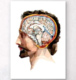 Tête et cerveau géométriques II-Codex Anatomicus New