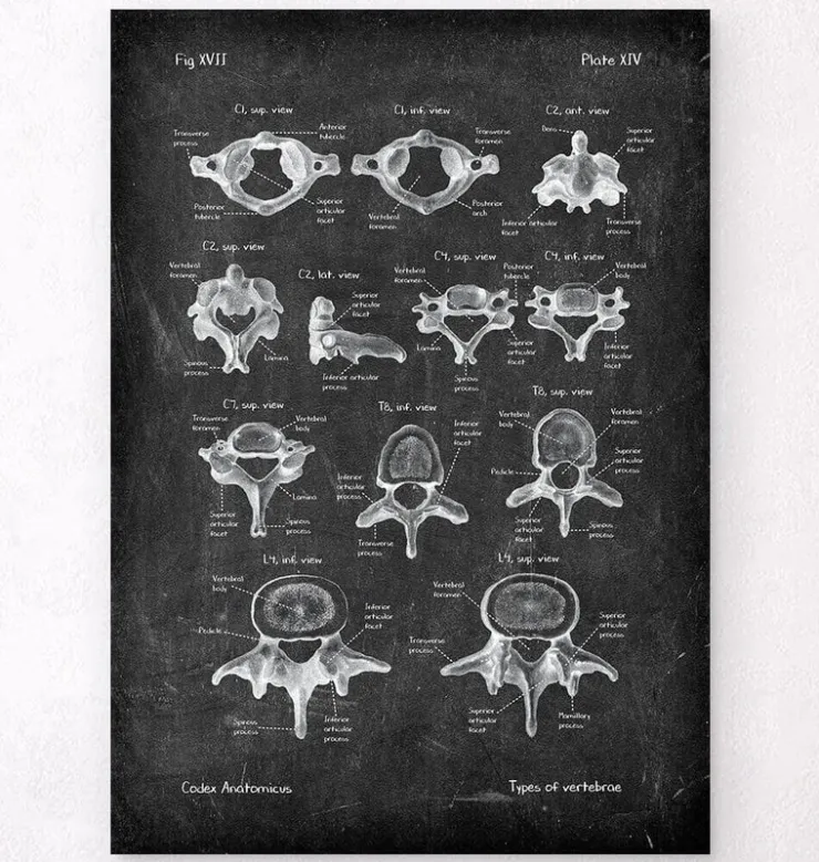 Types de vertèbres - Chalkboard-Codex Anatomicus Discount