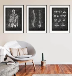 Types de vertèbres - Chalkboard-Codex Anatomicus Discount