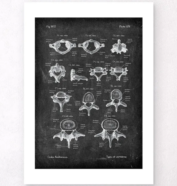 Types de vertèbres - Chalkboard-Codex Anatomicus Discount