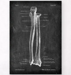 Ulna et radius - Chalkboard-Codex Anatomicus Hot