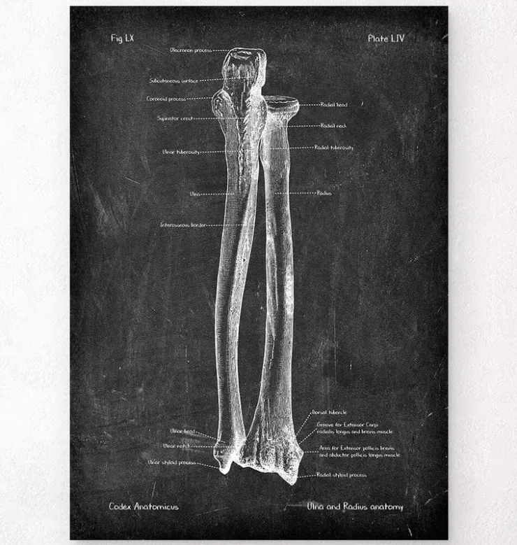 Ulna et radius - Chalkboard-Codex Anatomicus Hot