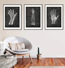 Ulna et radius - Chalkboard-Codex Anatomicus Hot