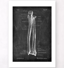 Ulna et radius - Chalkboard-Codex Anatomicus Hot