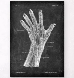 Vaisseaux sanguins de la main - Chalkboard-Codex Anatomicus Best