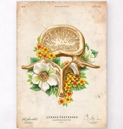 Vertèbre lombaire - Floral - Vintage-Codex Anatomicus Discount