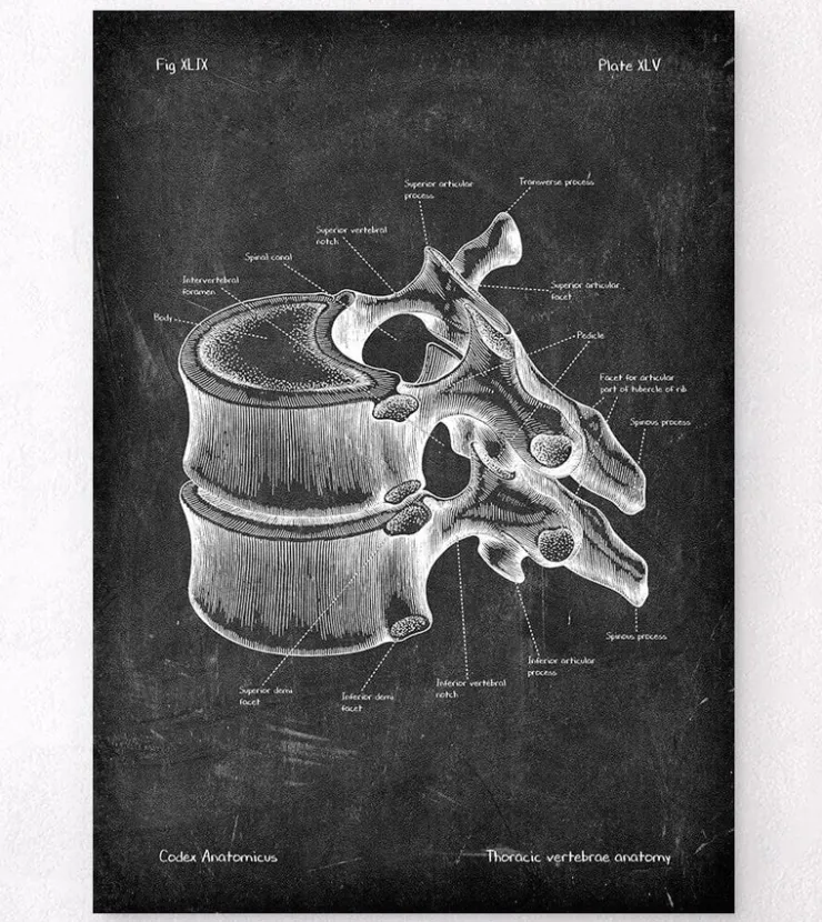 Vertèbre thoracique - Chalkboard-Codex Anatomicus