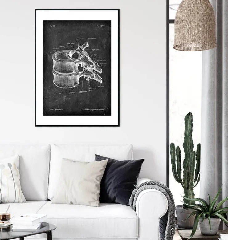 Vertèbre thoracique - Chalkboard-Codex Anatomicus